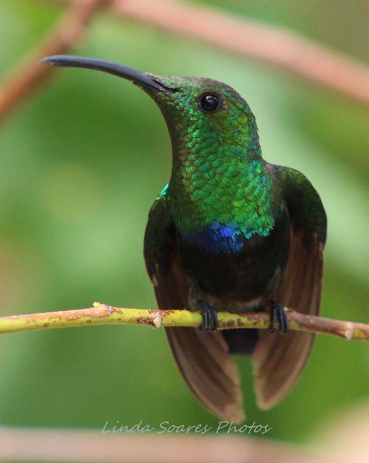 Gorda Peak National Park