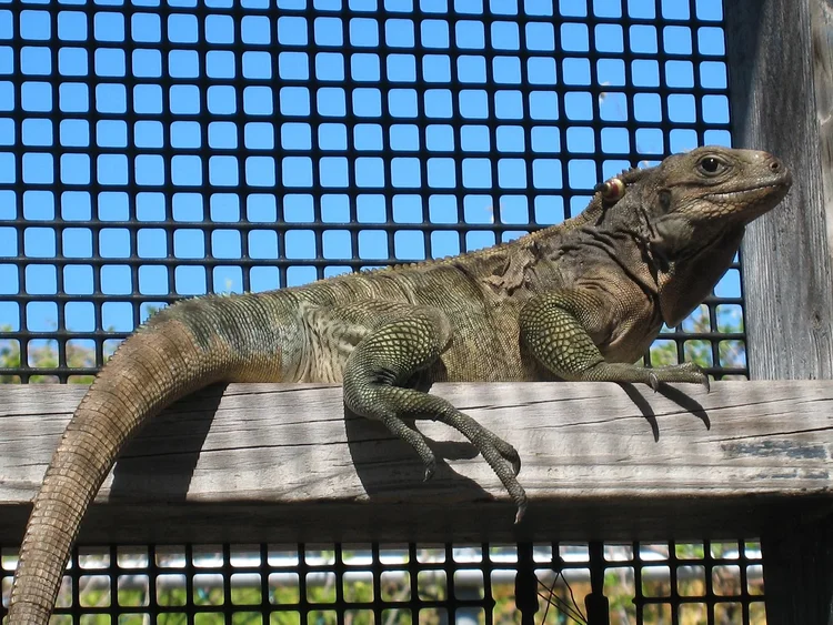 Anegada Rock Iguana - Cyclura pinguis juve